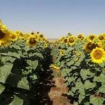 برگزاری جشنواره آفتابگردان در شهرستان خوی