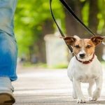 سگ‌گردانی در آذربایجان‌غربی ممنوع شد